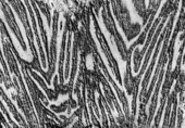 Fossil corals