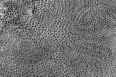 Fossil corals