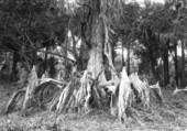 Small bald cypress