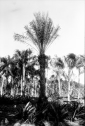 Palms