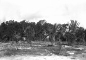 Palms