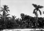 Palms