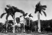 Palms