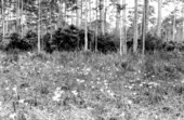 Plants on forest floor