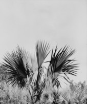 Sabal deeringiana