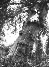 Trees and vines on Indian mound