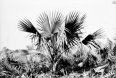 Sabal deeringiana