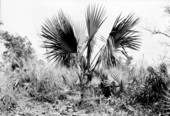Sabal deeringiana