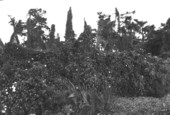 Calonyction aculeatum in a burned hammock