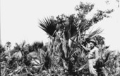 Sabal deeringiana