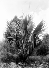 Sabal deeringiana