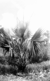 Sabal deeringiana