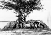 Small bald cypress tree with roots exposed