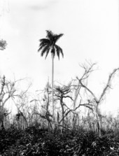 Palm
