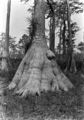 Buttressed trunk of bald cypress