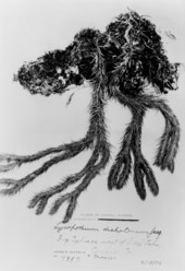 Herbarium specimen of Lycopodium dichotomum