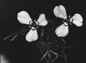 Potted iris