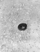 Coiled rattlesnake