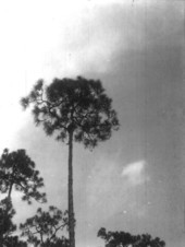 Raccoon in pine tree