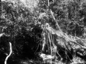 Ficus aurea lying across lime sink
