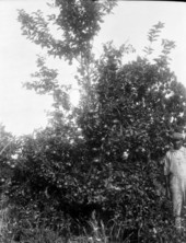 Heavily laden King orange tree