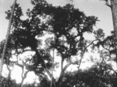 Live oak bearing ferns, orchids and bromeliads