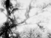 Live oaks bearing ferns, orchids and bromeliads
