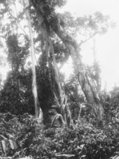 Ficus aurea and other trees bearing ferns, orchids and bromeliads