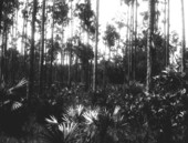 Low shrub and ferns