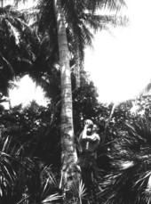 Drinking coconut water