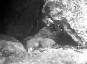Small cave with young vultures