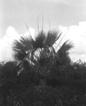 Sabal deeringiana