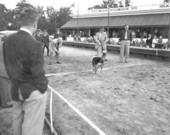 Dog racing near the grandstand