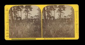 In the Piney Woods, Enterprise, Florida.