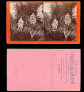 Spanish Bayonet in blossom