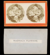 Magnolia flowers