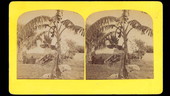 Banana tree
