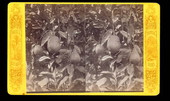 Citron fruits