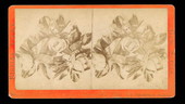 Magnolias - Jacksonville, Florida.
