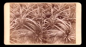 Looking at pineapples - Palm Beach, Florida
