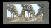 Palmetto Avenue.