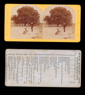 Clifton Oak.