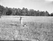 Mrs. Lloyd Griscom with her gun and dogs at Luna Plantation near Tallahassee.
