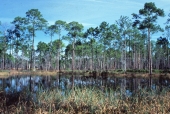 Scenic view at Ochlockonee River State Park near Sopchoppy, Florida.