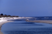 Dogs running along the beach at Alligator Point, Florida.