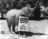 Elephant welcomes conventioners to Miami Beach