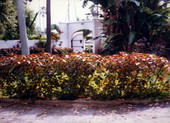 Entrance to 93 Palm Avenue - Palm Island, Miami Beach, Florida