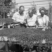 Four leaf clover crop being inspected at the Daniels Clover Specialty Co. farm in St. Petersburg.