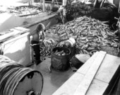 Commercial fishermen working aboard boat