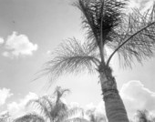 Palm trees - Orlando, Florida .